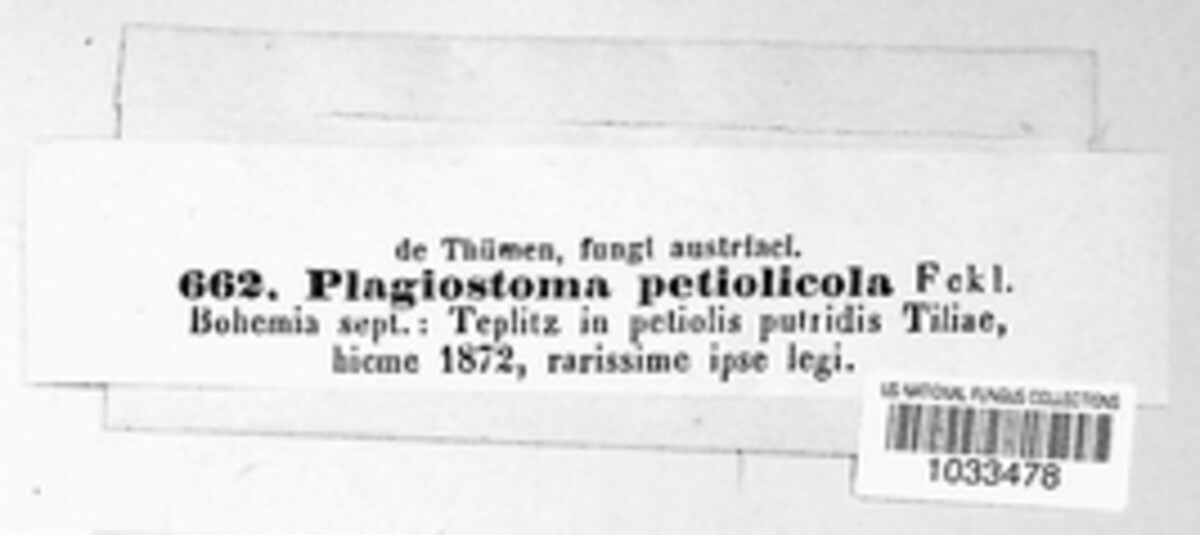 Apiognomonia petiolicola image